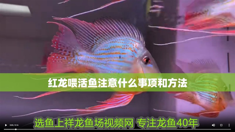 紅龍喂活魚注意什么事項和方法