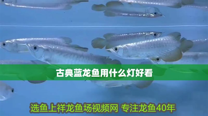古典藍龍魚用什么燈好看