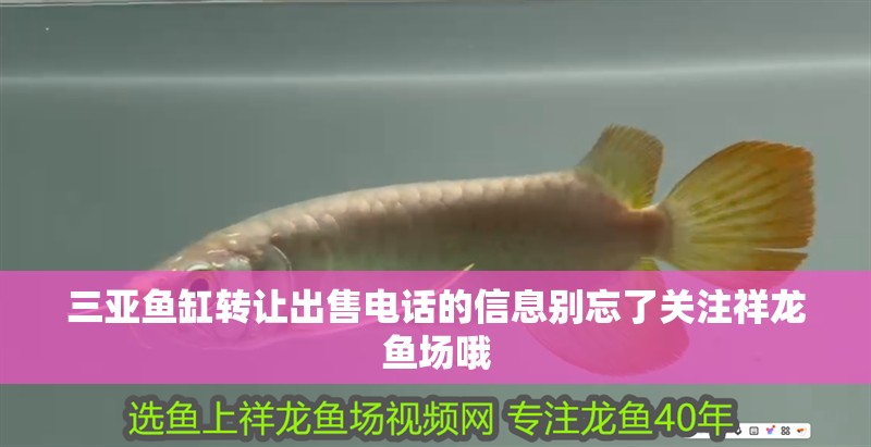 三亞魚缸轉讓出售電話的信息別忘了關注祥龍魚場哦