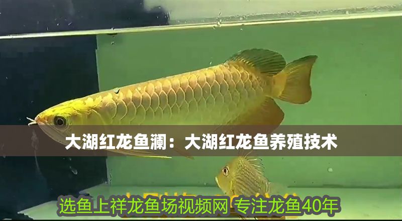 大湖紅龍魚瀾：大湖紅龍魚養殖技術