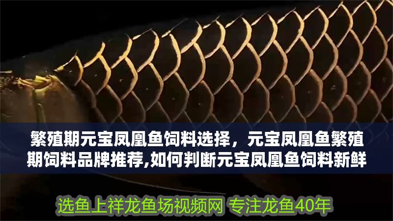 繁殖期元寶鳳凰魚飼料選擇，元寶鳳凰魚繁殖期飼料品牌推薦,如何判斷元寶鳳凰魚飼料新鮮度