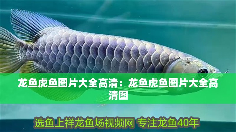 龍魚虎魚圖片大全高清：龍魚虎魚圖片大全高清圖
