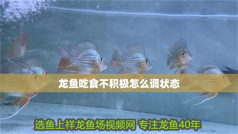 龍魚吃食不積極怎么調狀態 龍魚吃食不積極怎么調狀態 龍魚百科 第2張