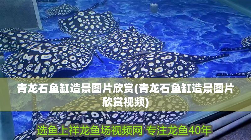 青龍石魚缸造景圖片欣賞(青龍石魚缸造景圖片欣賞視頻)
