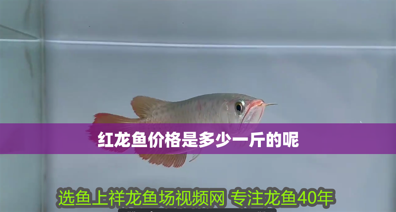 紅龍魚價格是多少一斤的呢