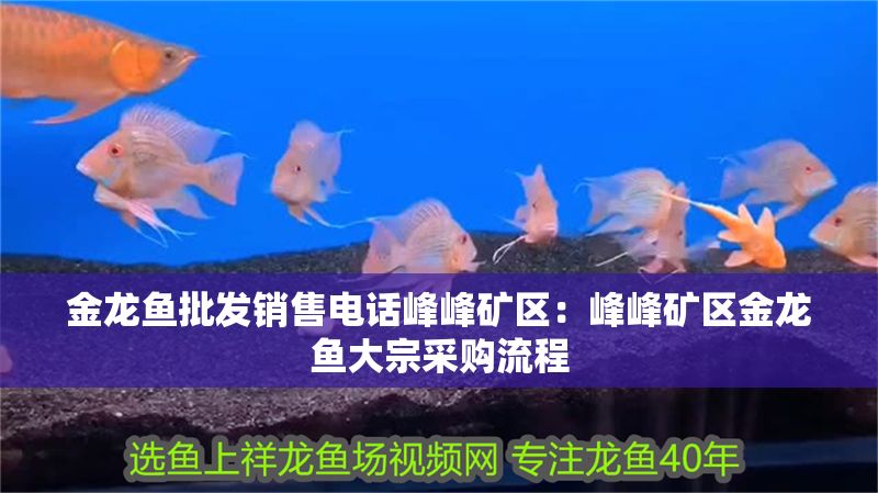 金龍魚批發銷售電話峰峰礦區：峰峰礦區金龍魚大宗采購流程