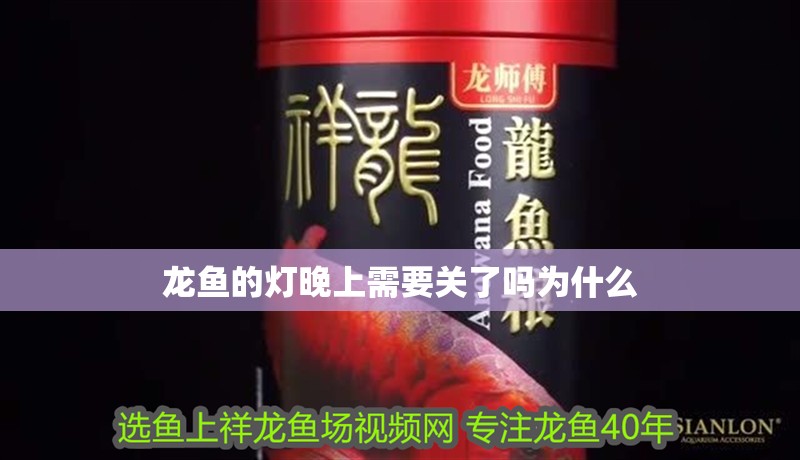 龍魚的燈晚上需要關了嗎為什么