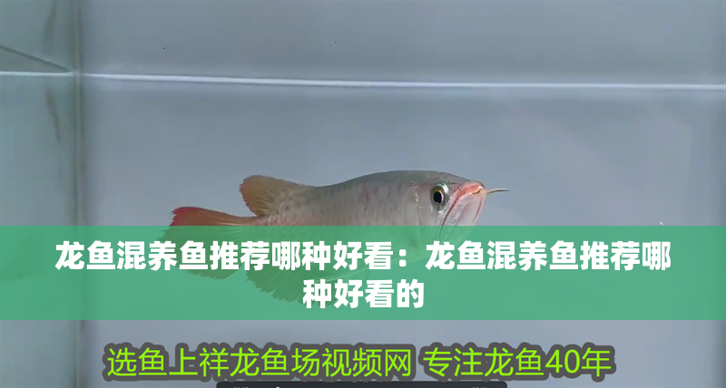 龍魚混養魚推薦哪種好看：龍魚混養魚推薦哪種好看的 龍魚混養魚推薦哪種好看：龍魚混養魚推薦哪種好看的 水族問答