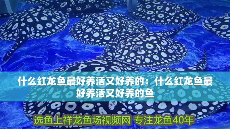 什么紅龍魚(yú)最好養(yǎng)活又好養(yǎng)的：什么紅龍魚(yú)最好養(yǎng)活又好養(yǎng)的魚(yú)