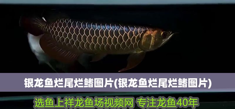 銀龍魚爛尾爛鰭圖片(銀龍魚爛尾爛鰭圖片) 銀龍魚爛尾爛鰭圖片(銀龍魚爛尾爛鰭圖片) 銀龍魚百科 第1張