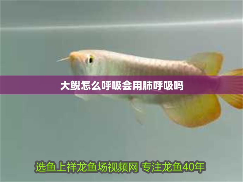 大鯢怎么呼吸會用肺呼吸嗎