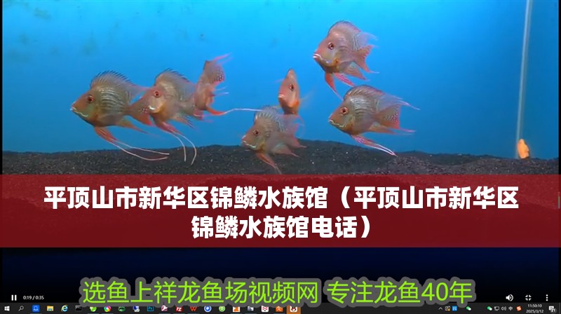 平頂山市新華區(qū)錦鱗水族館（平頂山市新華區(qū)錦鱗水族館電話）