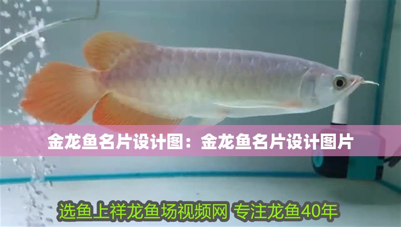 金龍魚名片設計圖：金龍魚名片設計圖片 金龍魚名片設計圖：金龍魚名片設計圖片 水族問答