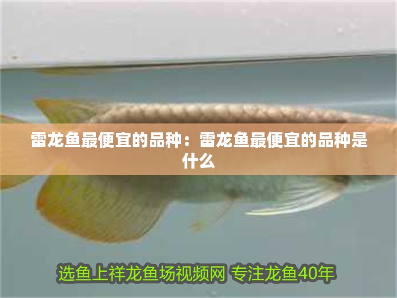 雷龍魚最便宜的品種：雷龍魚最便宜的品種是什么 雷龍魚最便宜的品種：雷龍魚最便宜的品種是什么 水族問答