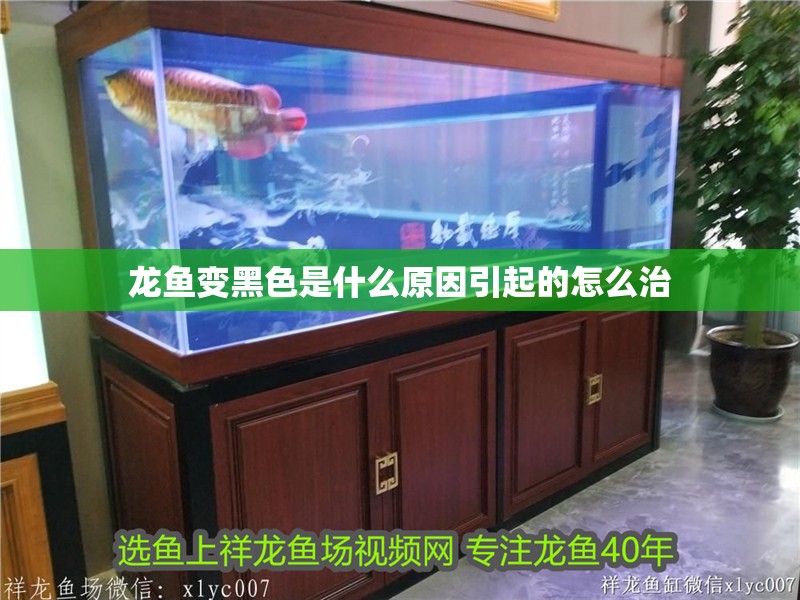 龍魚變黑色是什么原因引起的怎么治