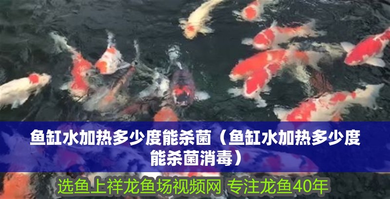 魚缸水加熱多少度能殺菌（魚缸水加熱多少度能殺菌消毒） 魚缸水加熱多少度能殺菌（魚缸水加熱多少度能殺菌消毒） 觀賞魚百科