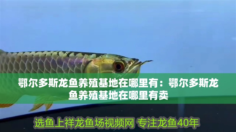 鄂爾多斯龍魚養(yǎng)殖基地在哪里有：鄂爾多斯龍魚養(yǎng)殖基地在哪里有賣