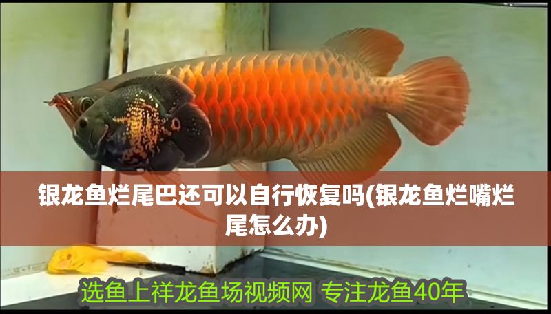 銀龍魚爛尾巴還可以自行恢復嗎(銀龍魚爛嘴爛尾怎么辦)