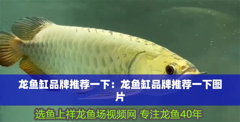 龍魚缸品牌推薦一下：龍魚缸品牌推薦一下圖片 龍魚缸品牌推薦一下：龍魚缸品牌推薦一下圖片 水族問答