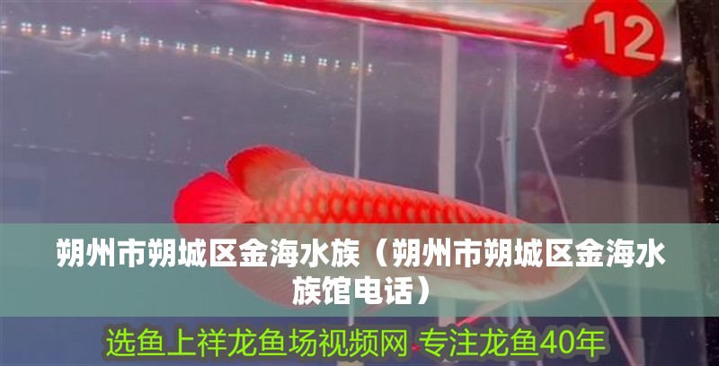 朔州市朔城區金海水族（朔州市朔城區金海水族館電話）