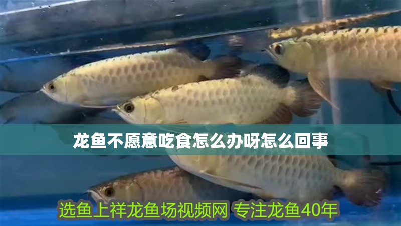 龍魚不愿意吃食怎么辦呀怎么回事