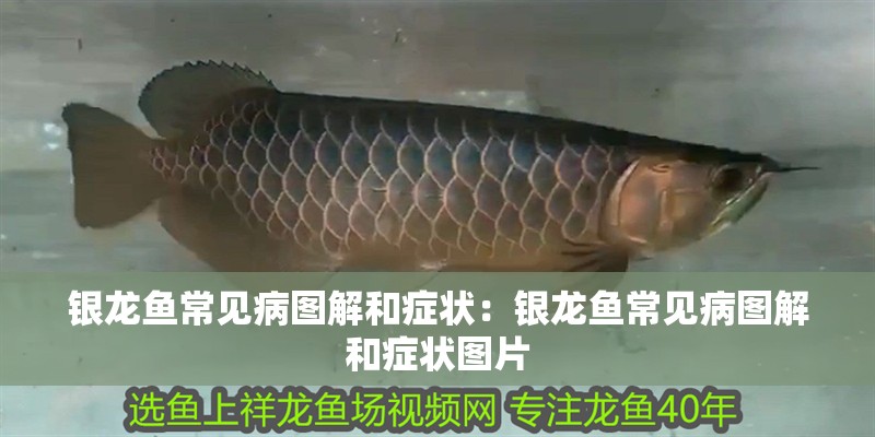 銀龍魚常見病圖解和癥狀：銀龍魚常見病圖解和癥狀圖片