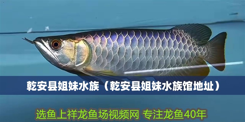 乾安縣姐妹水族（乾安縣姐妹水族館地址） 乾安縣姐妹水族（乾安縣姐妹水族館地址） 全國水族館企業名錄 第2張