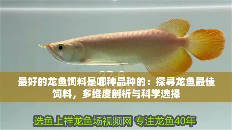 最好的龍魚飼料是哪種品種的：探尋龍魚最佳飼料，多維度剖析與科學選擇