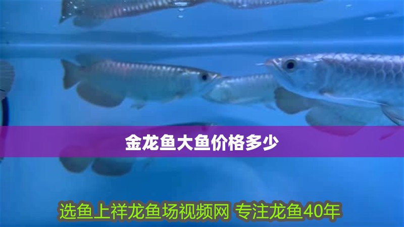 金龍魚大魚價格多少
