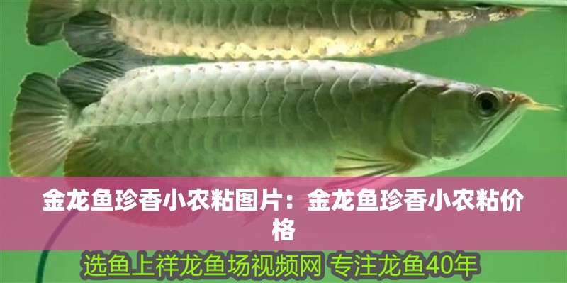 金龍魚(yú)珍香小農(nóng)粘圖片：金龍魚(yú)珍香小農(nóng)粘價(jià)格
