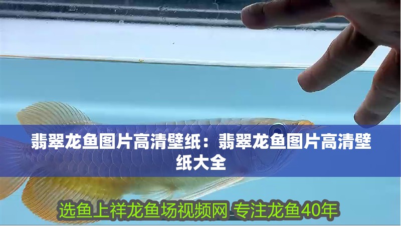 翡翠龍魚圖片高清壁紙：翡翠龍魚圖片高清壁紙大全