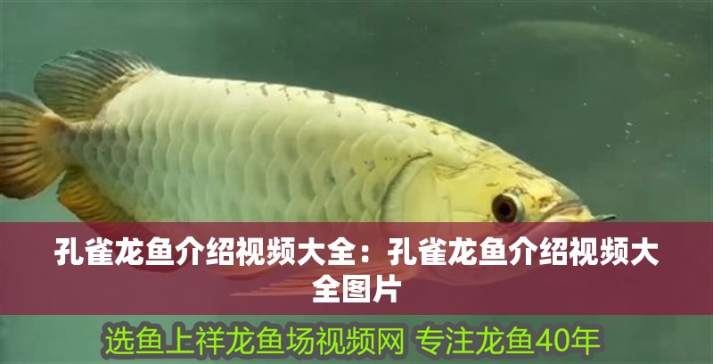 孔雀龍魚介紹視頻大全：孔雀龍魚介紹視頻大全圖片