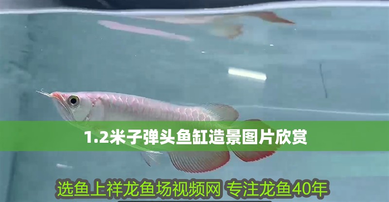 1.2米子彈頭魚缸造景圖片欣賞