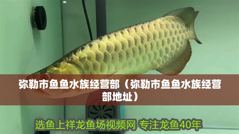 彌勒市魚魚水族經(jīng)營部（彌勒市魚魚水族經(jīng)營部地址）