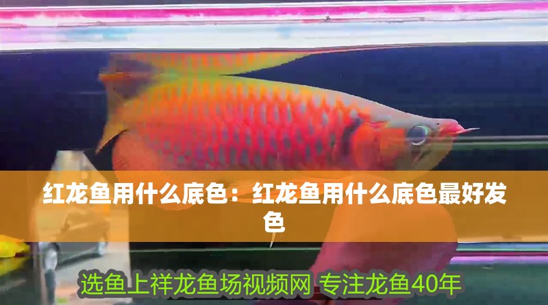 紅龍魚(yú)用什么底色：紅龍魚(yú)用什么底色最好發(fā)色