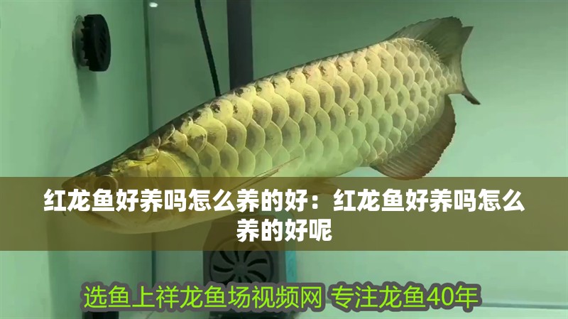 紅龍魚好養嗎怎么養的好：紅龍魚好養嗎怎么養的好呢 紅龍魚好養嗎怎么養的好：紅龍魚好養嗎怎么養的好呢 水族問答