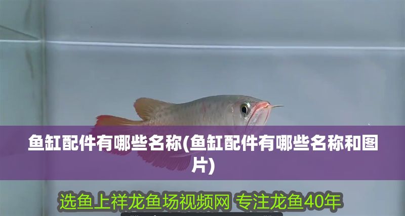 魚(yú)缸配件有哪些名稱(魚(yú)缸配件有哪些名稱和圖片)