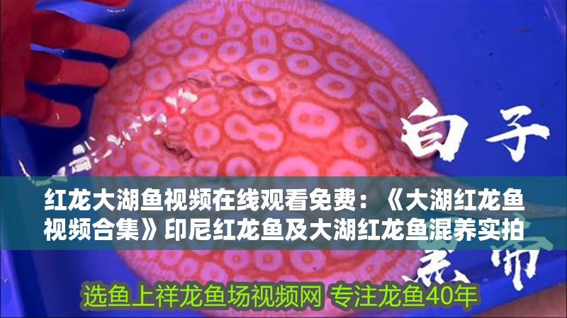 紅龍大湖魚視頻在線觀看免費：《大湖紅龍魚視頻合集》印尼紅龍魚及大湖紅龍魚混養實拍視頻
