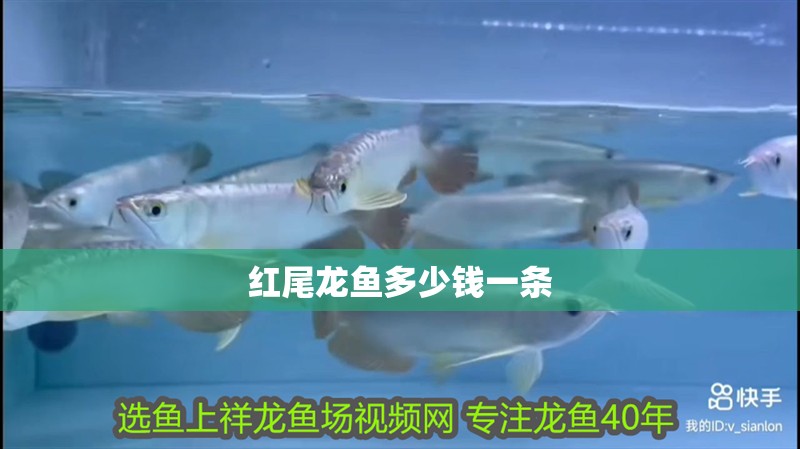 紅尾龍魚多少錢一條