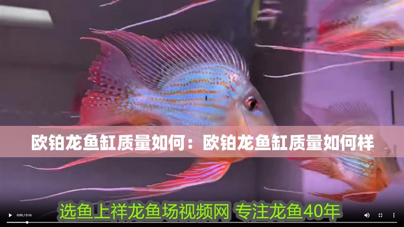 歐鉑龍魚缸質(zhì)量如何：歐鉑龍魚缸質(zhì)量如何樣