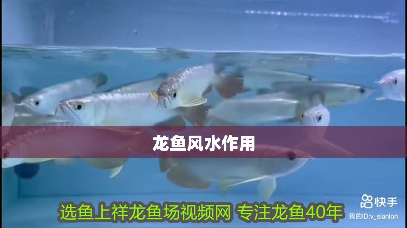 龍魚風水作用