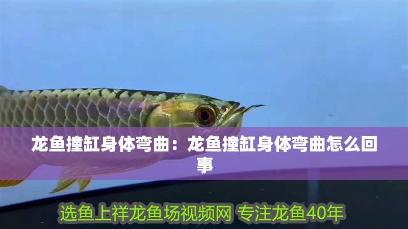 龍魚撞缸身體彎曲：龍魚撞缸身體彎曲怎么回事