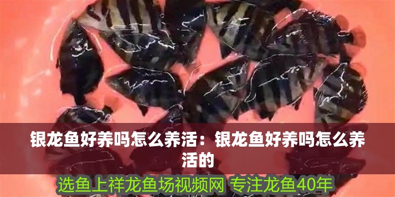 銀龍魚好養嗎怎么養活：銀龍魚好養嗎怎么養活的