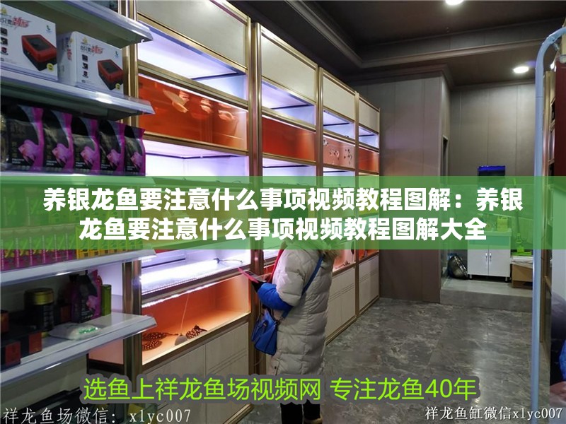 養銀龍魚要注意什么事項視頻教程圖解：養銀龍魚要注意什么事項視頻教程圖解大全