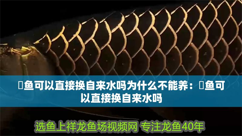 魟魚可以直接換自來水嗎為什么不能養：魟魚可以直接換自來水嗎 魟魚可以直接換自來水嗎為什么不能養：魟魚可以直接換自來水嗎 魟魚百科 第2張