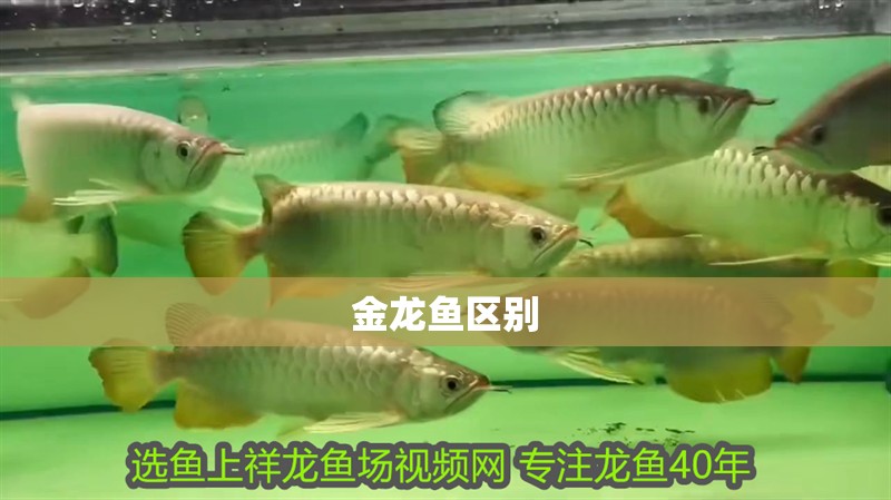 金龍魚區(qū)別