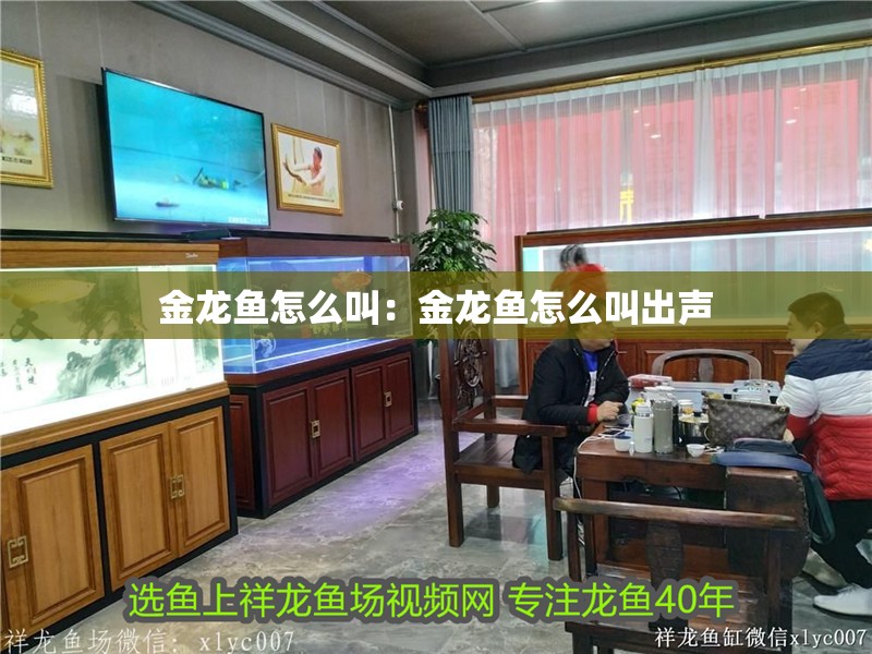 金龍魚怎么叫：金龍魚怎么叫出聲