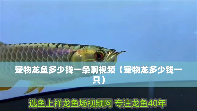 寵物龍魚(yú)多少錢一條啊視頻（寵物龍多少錢一只）