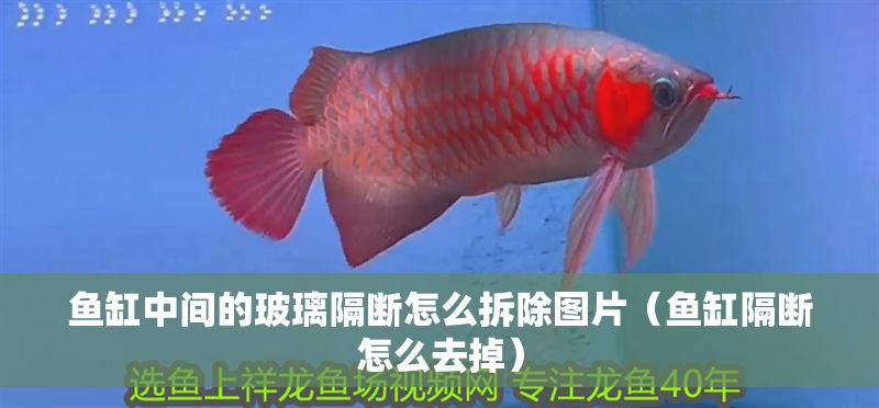 魚缸中間的玻璃隔斷怎么拆除圖片（魚缸隔斷怎么去掉）