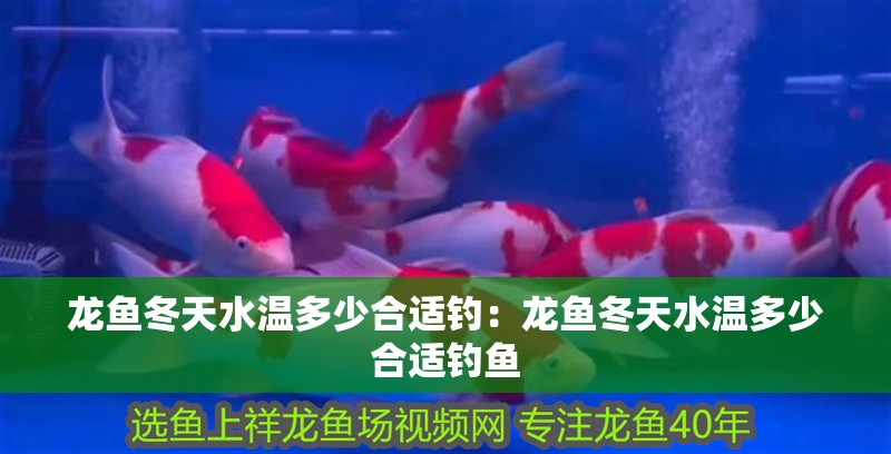 龍魚冬天水溫多少合適釣:龍魚冬天水溫多少合適釣魚 水族問答 龍魚冬天水溫多少合適釣:龍魚冬天水溫多少合適釣魚 龍魚冬天水溫多少合適釣:龍魚冬天水溫多少合適釣魚 水族問答